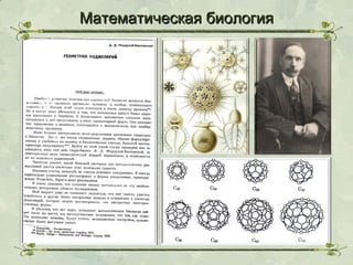 Математическая биология

 