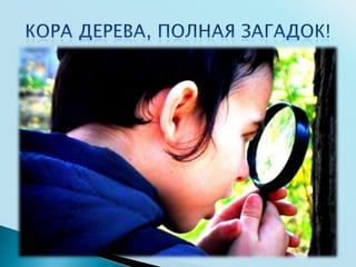 Урок природоведения в начальной еврейской школе 