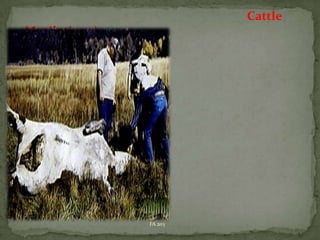 Cattle

Mutilations)

FA 203

 