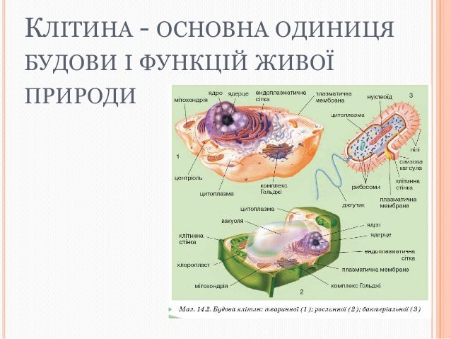 Клітина