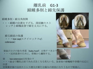 離乳前 G1-3
蹄踵多削と蹄先保護
蹄踵多削・蹄支角削開

・・・蹄踵の位置を下げる。深屈腱のスト
レッチと蹄機改善で蹄を丈夫にする。

蹄尖蹄底の保護
・・・toe cap(エクイロックス+/cobrasox）
※抜けかけの胎生角質（baby hoof）は残すべきか？
・・・反回改善のために、背側から鑢削する。
※
toe extensionは有効か？
・・・G1-2で離乳以前であれば良くなる馬もいる。装着後の蹄輪幅や歩様の反応に
注意
背側葉状層の反回ストレス増大が新たな痛みの原因になりうるので慎重に。

 