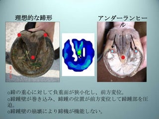 理想的な蹄形

アンダーランヒー
ル

o蹄の重心に対して負重面が狭小化し、前方変位。
o蹄踵壁が巻き込み、蹄踵の位置が前方変位して蹄踵部を圧
迫。
o蹄踵壁の崩壊により蹄機が機能しない。

 