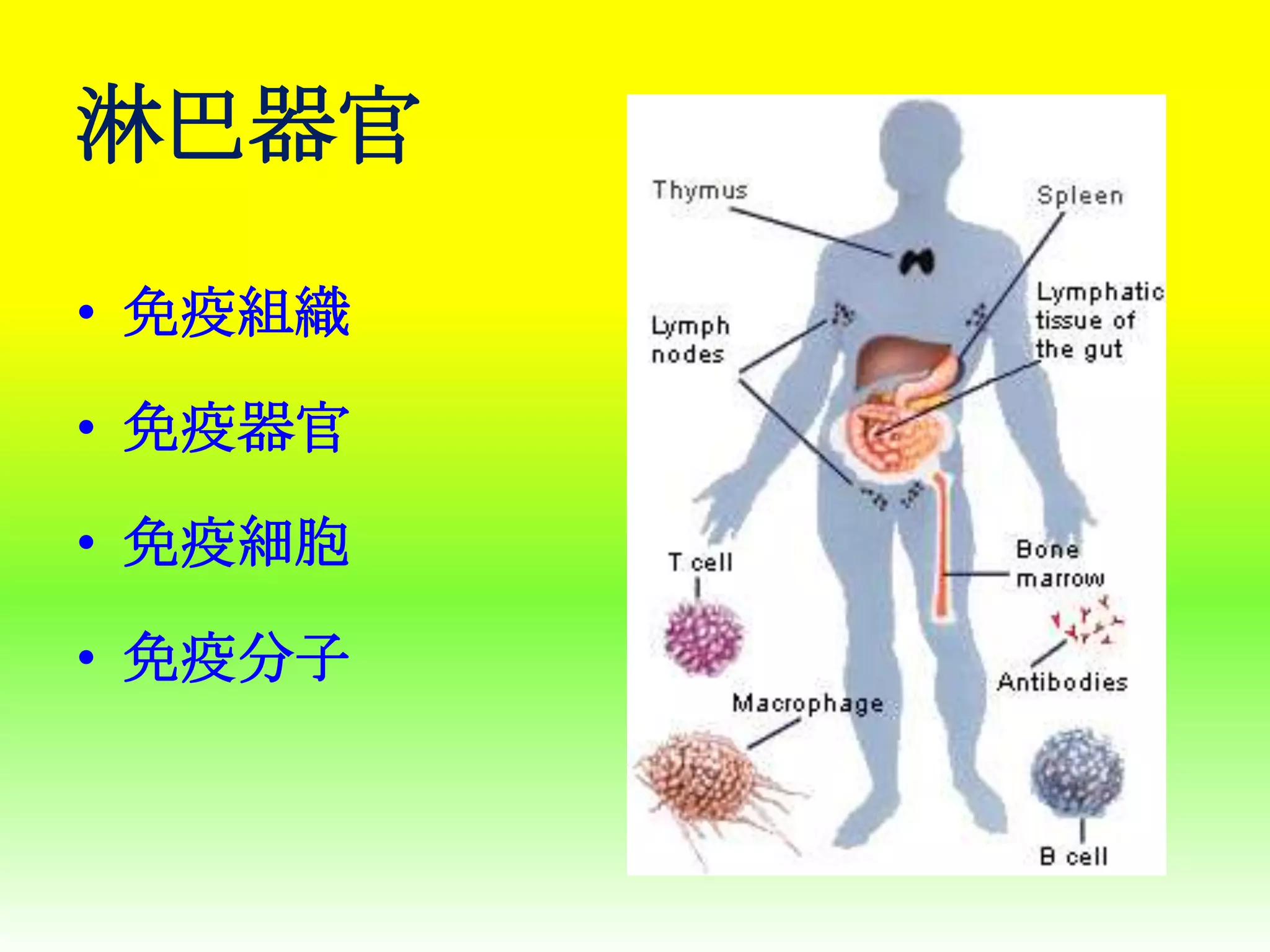 淋巴器官
• 免疫組織
• 免疫器官
• 免疫細胞
• 免疫分子

 