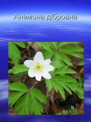 Анемона дібровна

15

 