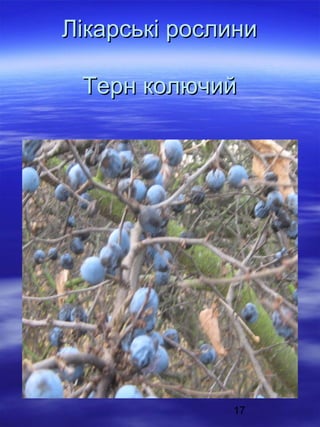 Лікарські рослини
Терн колючий

17

 