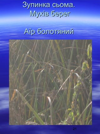 Зупинка сьома.
Мухів берег
Аїр болотяний

21

 
