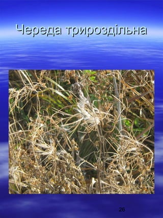 Череда трироздільна

26

 