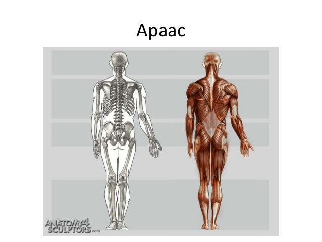 хүний биеийн галбирын анатоми