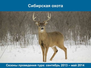 Сибирская охота

Сезоны проведения тура: сентябрь 2013 – май 2014

 