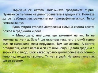 Търкулна се лятото. Потъмняха гроздовите зърна.
Пукнаха се пъпките на димитровчетата в градината. Почнаха
да се събират лястовичките по телеграфните жици. Те се
готвеха за път.
Една сутрин старата лястовичка смъкна своята саката
рожба в градината и рече:
– Мило дете, ние днес ще заминем на юг. Ти не
можеш да летиш. Затуй ще останеш тука, ето в онуй гърне
съм ти нагласила мека перушина. Там ще лежиш. А когато
огладнееш, излез навън и си клъвни нещо. Цялата градина е
зарината с плод. Виж какво хубаво димитровче е склонило
чело над входа на гърнето. Ти не тъгувай. Напролет ние пак
ще се върнем.

 