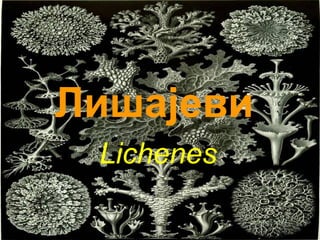 Лишајеви
Lichenes

 