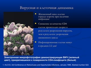 Вирусная и клеточная динамика


Жизненный цикл клетки
гораздо короче при наличии
инфекции



Снижение количества CD4
клеток происходит скорее в
результате разрушения вирусом,
чем в результате укорочения
жизненного цикла



Инфицированные клетки живут
в среднем 2.2 дня1

Электронная микрофотография демонстрирующая ВИЧ (зеленый
цвет), прикрепившихся к поверхности СD4-лимфоцита (белый)
1. Ho D D, 3rd Conference on Retroviruses and Opportunistic Infections, January 1996. Abstract number S22.

 