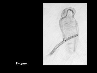 Рисунок

 
