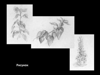Рисунок

 
