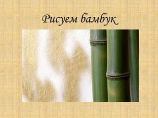 Рисуем бамбук

 