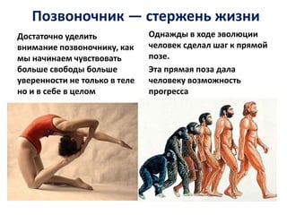 Позвоночник — стержень жизни
Достаточно уделить
внимание позвоночнику, как
мы начинаем чувствовать
больше свободы больше
уверенности не только в теле
но и в себе в целом

Однажды в ходе эволюции
человек сделал шаг к прямой
позе.
Эта прямая поза дала
человеку возможность
прогресса

 