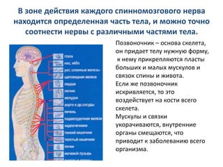 В зоне действия каждого спинномозгового нерва
находится определенная часть тела, и можно точно
соотнести нервы с различными частями тела.
Позвоночник – основа скелета,
он придает телу нужную форму,
к нему прикрепляются пласты
больших и малых мускулов и
связок спины и живота.
Если же позвоночник
искривляется, то это
воздействует на кости всего
скелета.
Мускулы и связки
укорачиваются, внутренние
органы смещаются, что
приводит к заболеванию всего
организма.

 