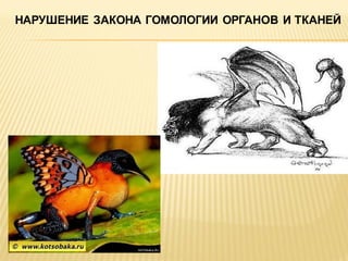 НАРУШЕНИЕ ЗАКОНА ГОМОЛОГИИ ОРГАНОВ И ТКАНЕЙ

 