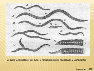 Анализ множественных ауто- и гомотипических пересадок у Lumbricidae

Коршельт, 1898

 