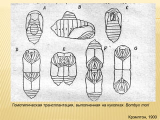 Гомотипическая трансплантация, выполненная на куколках Bombyx mori
Крэмптон, 1900

 