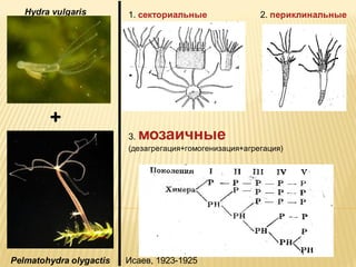 Hydra vulgaris

1. секториальные

+
3.

2. периклинальные

мозаичные

(дезагрегация+гомогенизация+агрегация)

Pelmatohydra olygactis

Исаев, 1923-1925

 