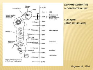 раннее развитие
млекопитающих

грызуны
(Mus musculus)

Hogan et al., 1994

 