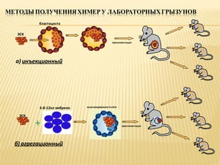 МЕТОДЫ ПОЛУЧЕНИЯ ХИМЕР У ЛАБОРАТОРНЫХ ГРЫЗУНОВ
бластоциста

ЭСК
трансплантация

а) инъекционный

6-8-12кл эмбрион
ЭСК

+

б) агрегационный

культивирование in vitro

трансплантация

 