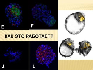 КАК ЭТО РАБОТАЕТ?

 