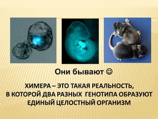 Они бывают 
ХИМЕРА – ЭТО ТАКАЯ РЕАЛЬНОСТЬ,
В КОТОРОЙ ДВА РАЗНЫХ ГЕНОТИПА ОБРАЗУЮТ
ЕДИНЫЙ ЦЕЛОСТНЫЙ ОРГАНИЗМ

 