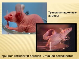 Трансплантационные
химеры

принцип гомологии органов и тканей сохраняется

 