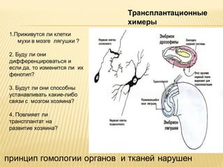 Трансплантационные
химеры
1.Приживутся ли клетки
мухи в мозге лягушки ?

2. Буду ли они
дифференцироваться и
если да, то изменится ли их
фенотип?
3. Будут ли они способны
устанавливать какие-либо
связи с мозгом хозяина?
4. Повлияет ли
трансплантат на
развитие хозяина?

принцип гомологии органов и тканей нарушен

 
