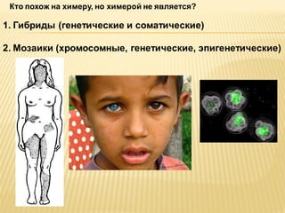 Кто похож на химеру, но химерой не является?

1. Гибриды (генетические и соматические)
2. Мозаики (хромосомные, генетические, эпигенетические)

 