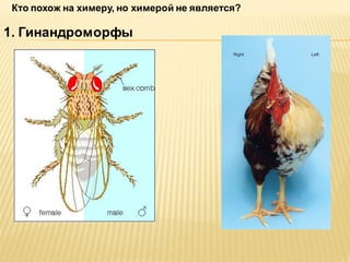 Кто похож на химеру, но химерой не является?

1. Гинандроморфы

 