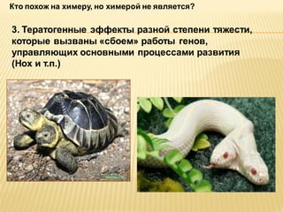 Кто похож на химеру, но химерой не является?

3. Тератогенные эффекты разной степени тяжести,
которые вызваны «сбоем» работы генов,
управляющих основными процессами развития
(Hox и т.п.)

 