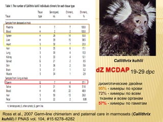 Callithrix kuhlii

dZ MCDAP 19-29 dpc
дизиготические двойни
95% - химеры по крови
72% - химеры по всем
тканям и всем органам
57% - химеры по гаметам
Ross et al., 2007 Germ-line chimerism and paternal care in marmosets (Callithrix
kuhlii) // PNAS vol. 104, #15 6278–6282

 