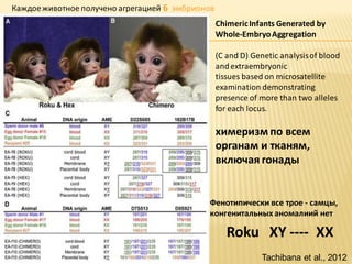 Каждое животное получено агрегацией 6 эмбрионов
Chimeric Infants Generated by
Whole-Embryo Aggregation
(C and D) Genetic analysis of blood
and extraembryonic
tissues based on microsatellite
examination demonstrating
presence of more than two alleles
for each locus.

химеризм по всем
органам и тканям,
включая гонады

Фенотипически все трое - самцы,
конгенитальных аномалиий нет

Roku XY ---- XX
Tachibana et al., 2012

 