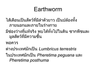 Earthworm
ไส้เดือนเป็นสัตว์ที่มีลำำตัวยำว เป็นปล้องทั้ง
ภำยนอกและภำยในร่ำงกำย
มีชองว่ำงที่แท้จริง พบได้ทั่งไปในดิน ซำกพืชและ
่
มูลสัตว์ที่มีควำมชืน
้
พอควร
ต่ำงประเทศมักเป็น Lumbricus terrestris
ในประเทศมักเป็น Pheretima peguana และ
Pheretima posthuma

 