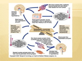 Ομοιόσταση