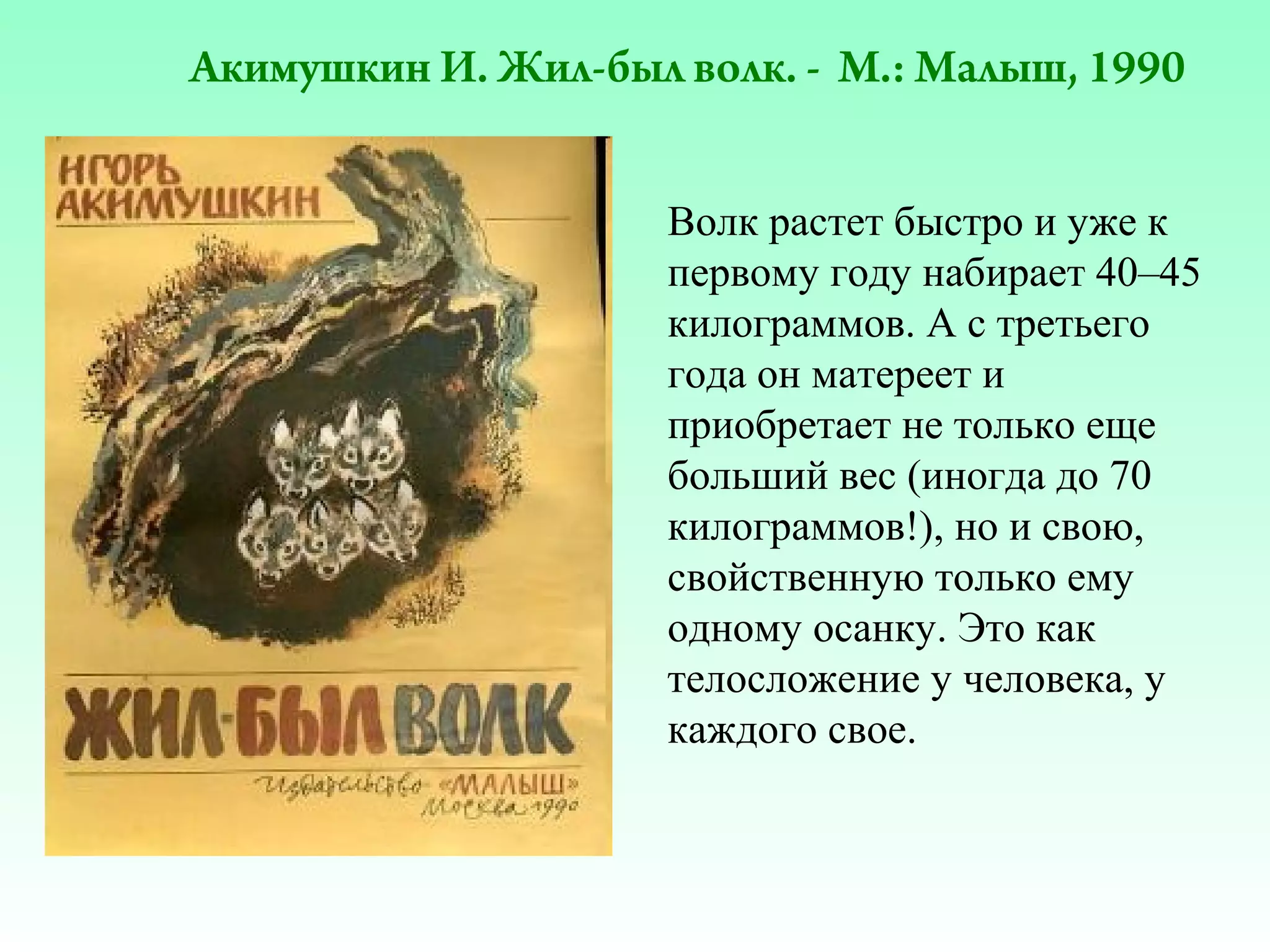 Акимушкин И. Жил-был волк. - М.: Малыш, 1990
Волк растет быстро и уже к
первому году набирает 40–45
килограммов. А с третьего
года он матереет и
приобретает не только еще
больший вес (иногда до 70
килограммов!), но и свою,
свойственную только ему
одному осанку. Это как
телосложение у человека, у
каждого свое.

 