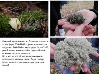 Каждый год один гектар болот поглощает из
атмосферы 550–1800 кг углекислого газа и
выделяет 260–700 кг кислорода. Это в 7–15
раз больше, чем способен переработать
один гектар леса или луга.
Но и это не все: болота притягивают и
поглощают частицы пыли. Один гектар
болот может «проглотить» до трех тонн
пыли!

 