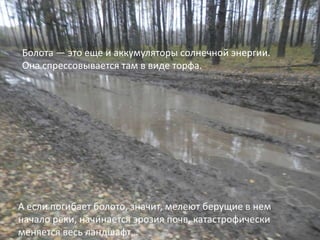Болота — это еще и аккумуляторы солнечной энергии.
Она спрессовывается там в виде торфа.

А если погибает болото, значит, мелеют берущие в нем
начало реки, начинается эрозия почв, катастрофически
меняется весь ландшафт…

 