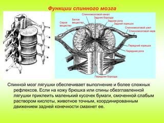 Функции спинного мозга

Спинной мозг лягушки обеспечивает выполнение и более сложных
рефлексов. Если на кожу брюшка или спины обезглавленной
лягушки приклеить маленький кусочек бумаги, смоченной слабым
раствором кислоты, животное точным, координированным
движением задней конечности смахнет ее.

 