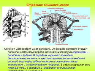 Строение спинного мозга

Спинной мозг состоит из 31 сегмента. От каждого сегмента отходит
пара спинномозговых нервов, начинающихся двумя корешками —
передним и задним. В передних корешках проходят
двигательные волокна, а чувствительные волокна входят в
спинной мозг через задние корешки и оканчиваются на
вставочных и исполнительных нейронах. В задних корешках есть
нервные узлы, в которых и находятся скопления тел

 