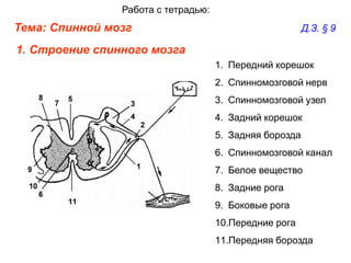 Работа с тетрадью:

Тема: Спинной мозг

Д.З. § 9

1. Строение спинного мозга
1. Передний корешок
2. Спинномозговой нерв
3. Спинномозговой узел
4. Задний корешок
5. Задняя борозда
6. Спинномозговой канал

7. Белое вещество
8. Задние рога
9. Боковые рога
10.Передние рога
11.Передняя борозда

 