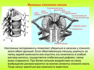 Функции спинного мозга

Несложные эксперименты позволяют убедиться в наличии у спинного
мозга обеих функций. Если обезглавленную лягушку ущипнуть за
палец задней конечности или опустить эту конечность в слабый
раствор кислоты, осуществится сгибательный рефлекс: лапка
резко отдернется. При более сильном воздействии на лапку
возбуждение распространится на многие сегменты спинного мозга.
Тогда начнут двигаться все конечности животного.

 
