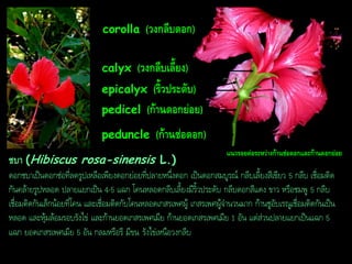 corolla

(วงกลีบดอก)

calyx

(วงกลีบเลี้ยง)
epicalyx (ริ้วประดับ)
pedicel (ก้ำนดอกย่อย)
peduncle

(ก้ำนช่อดอก)

ชบำ (Hibiscus rosa-sinensis L.)

แนวรอยต่อระหว่ำงก้ำนช่อดอกและก้ำนดอกย่อย

ดอกชบาเป็นดอกช่อที่ลดรูปเหลือเพียงดอกย่อยที่ปลายหนึ่งดอก เป็นดอกสมบูรณ์ กลีบเลี้ยงสีเขียว 5 กลีบ เชื่อมติด
กันคล้ายรูปหลอด ปลายแยกเป็น 4-5 แฉก โคนหลอดกลีบเลี้ยงมีริ้วประดับ กลีบดอกสีแดง ขาว หรือชมพู 5 กลีบ
เชื่อมติดกันเล็กน้อยที่โคน และเชื่อมติดกับโคนหลอดเกสรเพศผู้ เกสรเพศผู้จานวนมาก ก้านชูอับเรณูเชื่อมติดกันเป็น
หลอด และหุ้มล้อมรอบรังไข่ และก้านยอดเกสรเพศเมีย ก้านยอดเกสรเพศเมีย 1 อัน แต่ส่วนปลายแยกเป็นแฉก 5
แฉก ยอดเกสรเพศเมีย 5 อัน กลมหรือรี มีขน รังไข่เหนือวงกลีบ

 