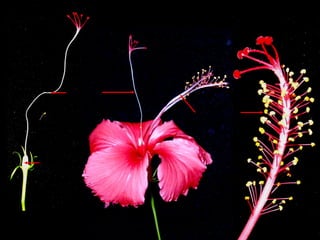 stigma
ส่วนปลำยก้ำนยอด
เกสรเพศเมีย

(ยอดเกสรเพศเมีย)

ยอดเกสรเพศเมีย

ส่วนปลำยก้ำนยอด
เกสรเพศเมีย

style

(ก้านยอดเกสรเพศเมีย)

ovary

(รังไข่)

stamen

(เกสรเพศผู)
้
ก้านชูอับเรณู
ส่วนที่ไม่
เชื่อมติดกัน

อับเรณู
หลอดเกสรเพศผู้

 