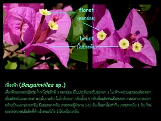 floret

(ดอกย่อย)
bract

(ใบประดับ)

เฟื่องฟ้ำ (Bougainvillea sp.)
เฟื่องฟ้าออกดอกเป็นช่อ ในหนึ่งช่อมักมี 3 ดอกย่อย มีใบประดับรองรับช่อดอก 3 ใบ ก้านดอกย่อยของแต่ละดอก
เชื่อมติดบริเวณตรงกลางของใบประดับ ไม่มีกลีบดอก กลีบเลี้ยง 5 กลีบเชื่อมติดกันเป็นหลอด ส่วนปลายผายออก
คล้ายเป็นแฉกของวงกลีบ มีแถบกลางกลีบ เกสรเพศผู้จานวน 5-10 อัน สั้นยาวไม่เท่ากัน เกสรเพศเมีย 1 อัน ก้าน
ยอดเกสรเพศเมียติดที่ด้านข้างของรังไข่ รังไข่เหนือวงกลีบ

 