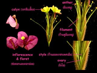 anther
calyx

(อับเรณู)

(วงกลีบเลี้ยง)

filament

(ก้ำนชูอับเรณู)

inflorescence
& floret

(ช่อดอกและดอกย่อย)

style

(ก้ำนยอดเกสรเพศเมีย)
ovary

(รังไข่)

 