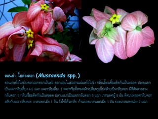 ดอนย่ำ, ใบต่ำงดอก (Mussaenda spp.)
ดอนย่าหรือใบต่างดอกออกดอกเป็นช่อ ดอกย่อยในช่ออาจแน่นหรือโปร่ง กลีบเลี้ยงเชื่อมติดกันเป็นหลอด ปลายแยก
เป็นแฉกกลีบเลี้ยง 4-5 แฉก แฉกกลีบเลี้ยง 1 แฉกหรือทั้งหมดมักเปลี่ยนรูปไปคล้ายเป็นกลีบดอก มีสีสันสวยงาม
กลีบดอก 5 กลีบเชื่อมติดกันเป็นหลอด ปลายแยกเป็นแฉกกลีบดอก 5 แฉก เกสรเพศผู้ 5 อัน ติดบนหลอดกลีบดอก
สลับกับแฉกกลีบดอก เกสรเพศเมีย 1 อัน รังไข่ใต้วงกลีบ ก้านยอดเกสรเพศเมีย 1 อัน ยอดเกสรเพศเมีย 2 แฉก

 